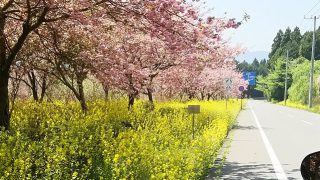 富士と桜を写真に収めたい！ツーリング_その２