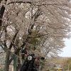 富士と桜を写真に収めたい！ツーリング。